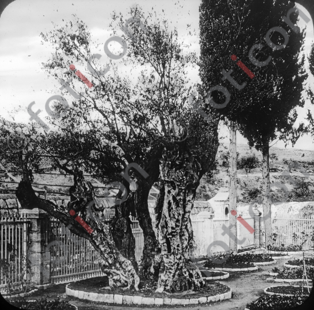 Garten Getsemani | Garden of Getsemani - Foto foticon-simon-149a-030-sw.jpg | foticon.de - Bilddatenbank für Motive aus Geschichte und Kultur
